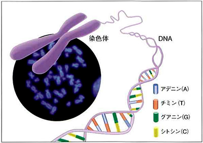 ゲノム模式図（提供：座安）