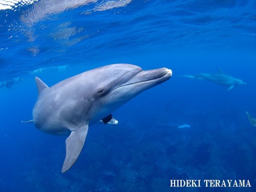 幸運を呼ぶピンクイルカの減少理由とは ダイビングと海の総合サイト オーシャナ