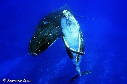 トンガのクジラ(撮影:稲生薫子)