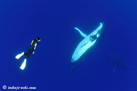 貴重なザトウクジラの授乳シーンを激写！　week6