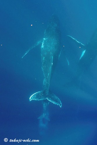 トンガのクジラ授乳(撮影:越智隆治)