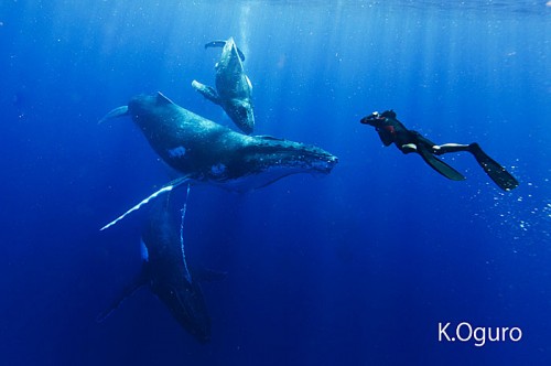 トンガでクジラを撮影する越智隆治(撮影:小黒)