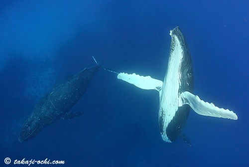 トンガのクジラ(撮影:越智隆治)