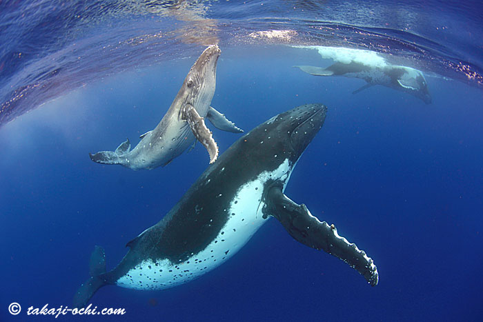 09年に出会った母クジラと再会 Week5 ダイビングと海の総合サイト オーシャナ