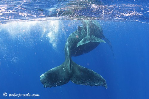 トンガのクジラ(撮影:越智隆治)