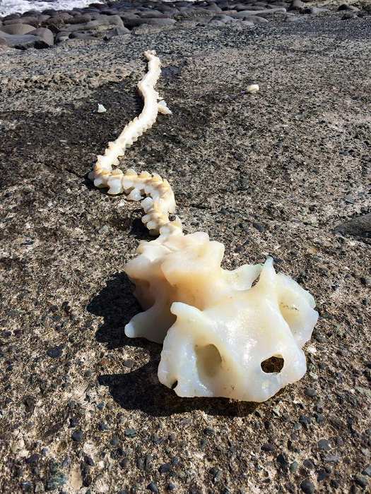 小田原・石橋の海でダイビング中に発見された謎の白骨。その正体は……