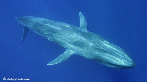 スリランカのシロナガスクジラ(撮影:越智隆治)