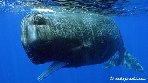 スリランカのマッコウクジラ(撮影:越智隆治)