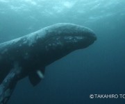 ダイビング中 サメに遭遇して失神 サメは人を襲うのか ダイビングと海の総合サイト オーシャナ