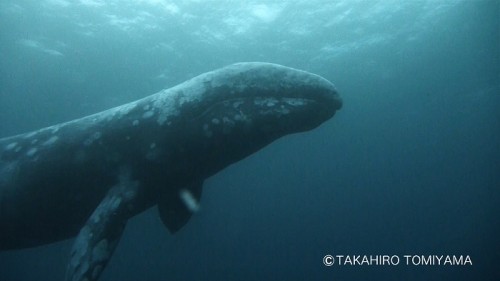 西川名のコククジラ(写真提供:冨山)
