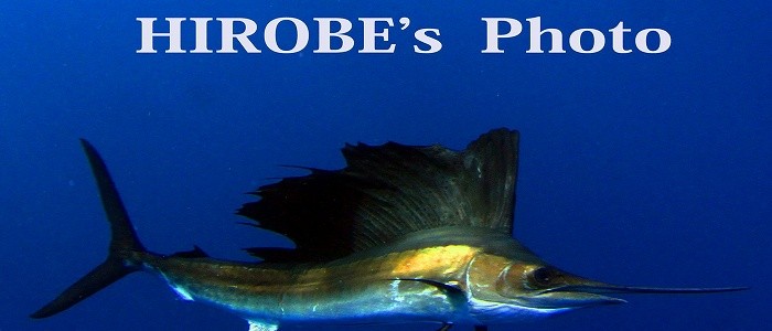 バショウカジキ(撮影:広部俊明)