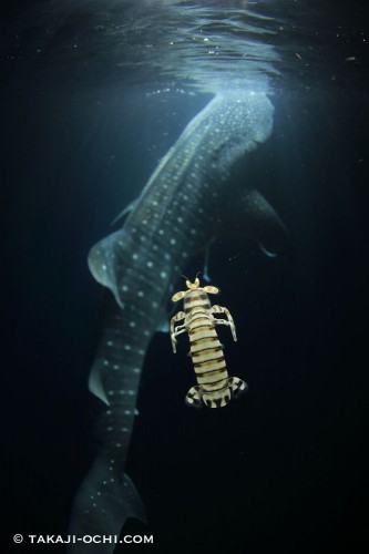 世界で一番ジンベエザメを撮れる海 越智隆治と行くセブフォトツアー ダイビングと海の総合サイト オーシャナ