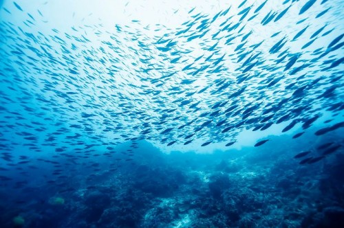 未来の海では魚が酔っぱらう Co2増加が魚に与える影響が話題 ダイビングと海の総合サイト オーシャナ