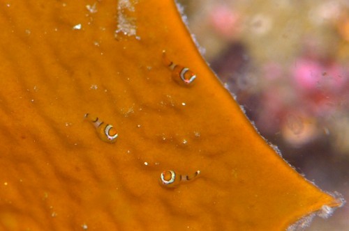 田後の海はダンゴウオの個体数が多い。1枚の海藻に2～3個体は当たり前で、最大20個体なんてことも