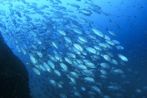 体をギラギラと輝かせたギンガメアジの群れ。「セイルロック」のギンガメアジはいくつかの群れに分かれており特に数が多い。 (Photo Hitoshi Masuko）