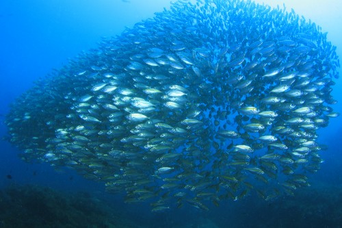 タイの魚群
