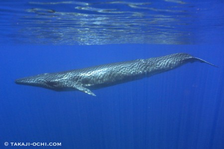 スリランカ・シロナガスクジラ(撮影:越智隆治)