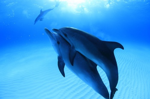 本日発売 ねえ あそぼうよ イルカと人のリアルなふれあい 越智隆治 写真絵本 イルカと友達になれる海 ダイビングと海の総合サイト オーシャナ