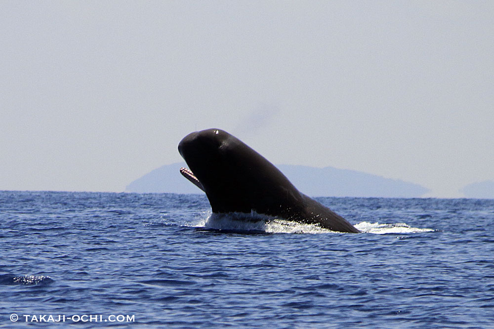 マッコウクジラの群れに大接近 スリランカ ホエールスイムweek3スタート ダイビングと海の総合サイト オーシャナ