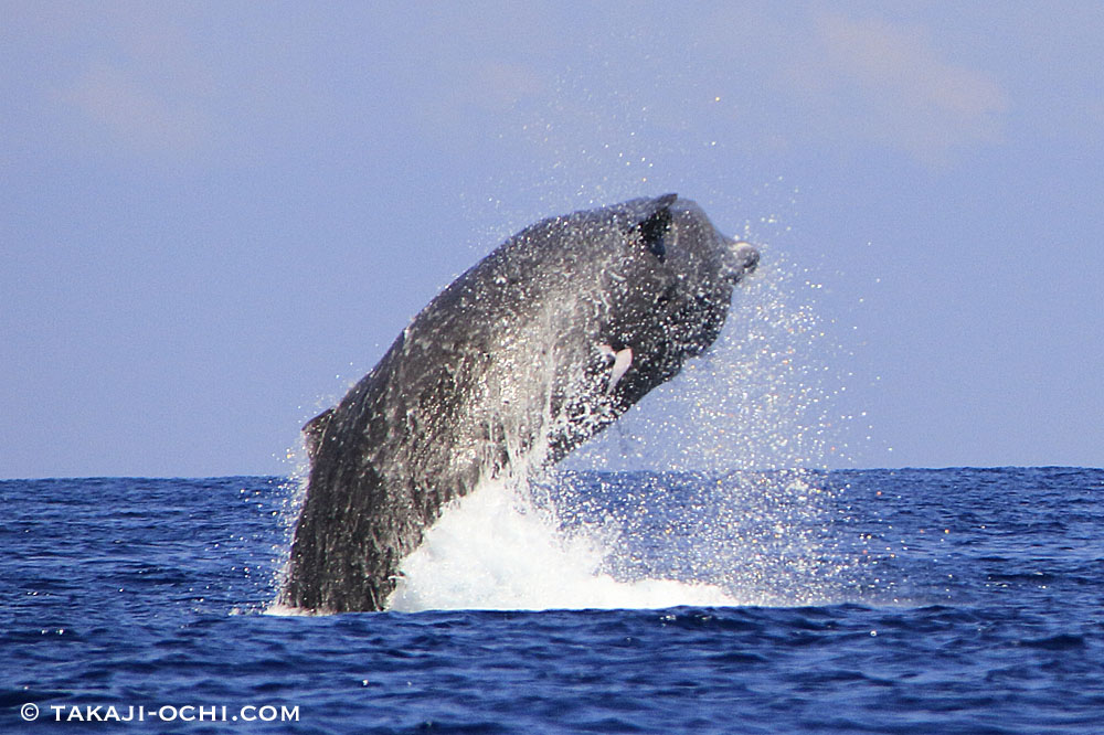 マッコウクジラの群れに大接近 スリランカ ホエールスイムweek3スタート ダイビングと海の総合サイト オーシャナ