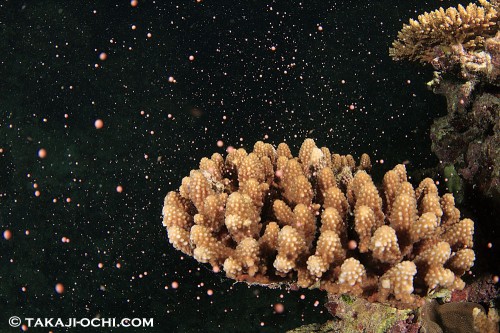 石垣島サンゴの産卵(撮影:越智隆治)