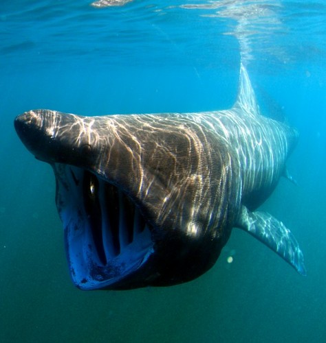 ウバザメが口を開けて泳ぐ様子　(NOAA)