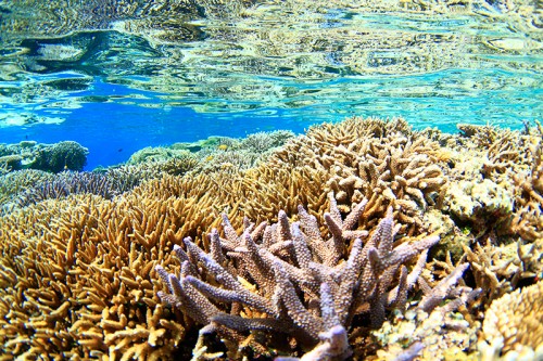 2016年の大規模白化を受ける前に撮影された、西表島のサンゴ礁（撮影／越智隆治）