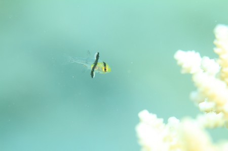 可愛らしいマンジュウイシモチの幼魚