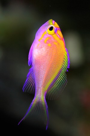 ハナゴンベの幼魚