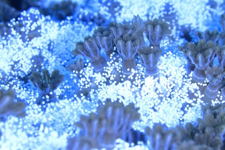 サンゴより早い時期にプラヌラ幼生を生み出す、ツツウミヅタ。まるで雪が積もっているようだった
