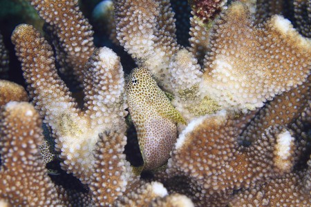 ハナヤサイサンゴに産卵中のセダカギンポ