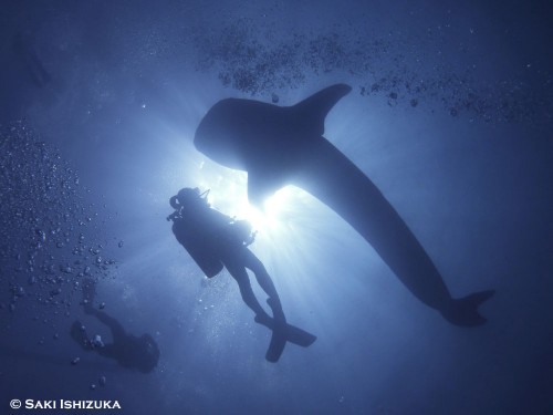 世界で一番ジンベエザメを撮れる海！～越智隆治と行くセブフォトツアー～