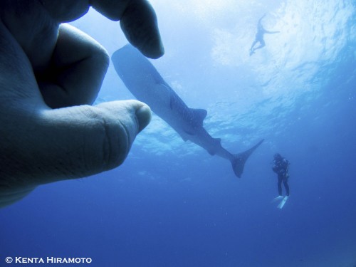 世界で一番ジンベエザメを撮れる海！～越智隆治と行くセブフォトツアー～