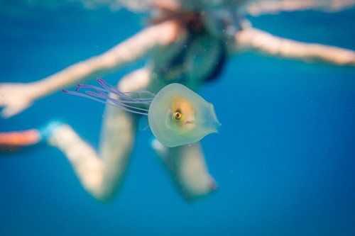 プランクトンの一員であるクラゲ その生態とは ダイビングと海の総合サイト オーシャナ