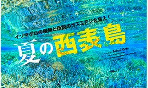 夏の西表島