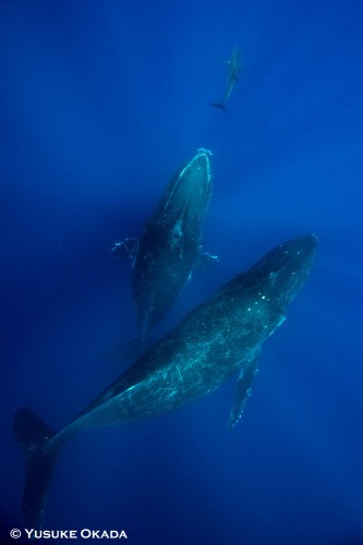 トンガ ホエールスイム クジラ