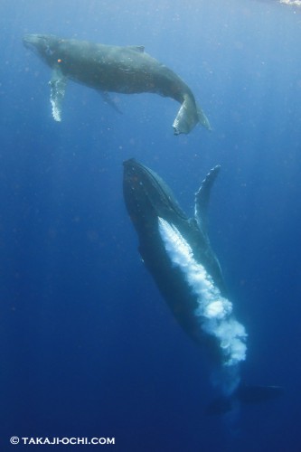 トンガ ホエールスイム クジラ