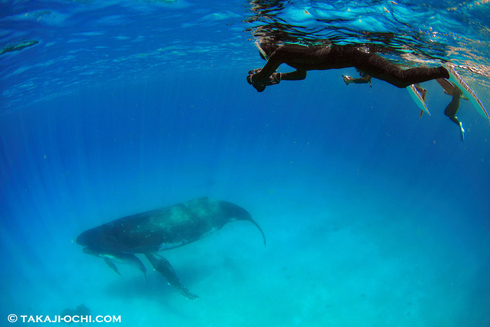 水深12mの浅瀬にとどまる母娘クジラ