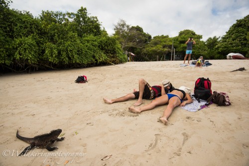観光客が寝ている横を通過する海イグアナ