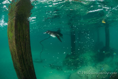 小魚などを追っていたガラパゴスペンギン