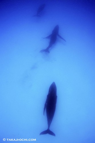 トンガ クジラ ホエールスイム