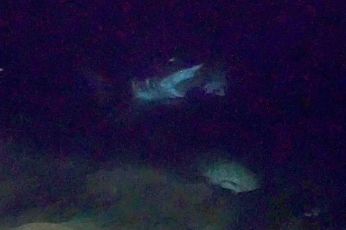 暗がりで、マダラハタがカ マストガリザメに突如襲われたシーンは衝撃的だった