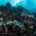 サクソンリーフで撮影した「生き生き」しているサンゴ礁
