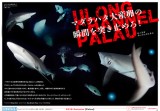 マダラハタ大産卵の瞬間を突き止めろ! @パラオ ウーロンチャネル
