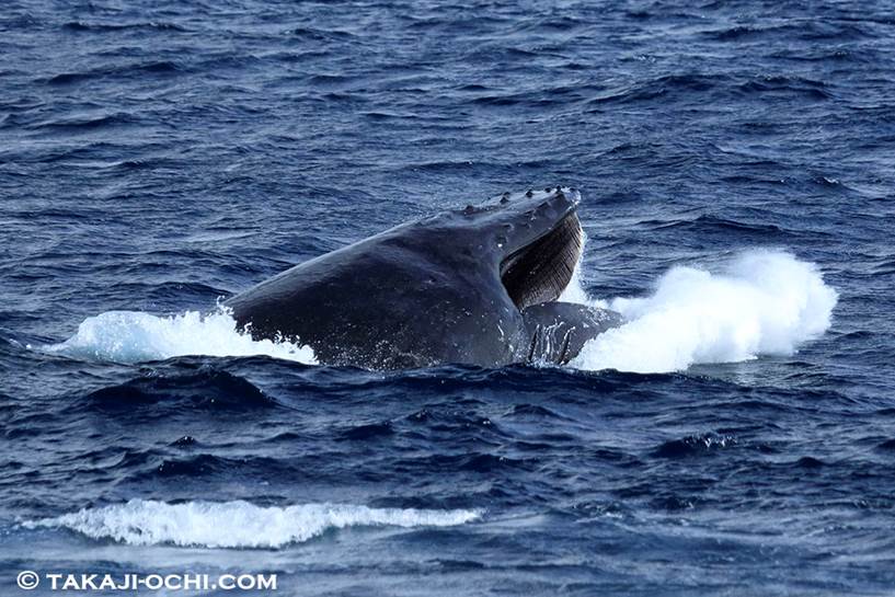 海中で親子クジラに初遭遇 南下しない奄美大島のクジラたち ダイビングと海の総合サイト オーシャナ