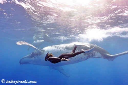 トンガのザトウクジラと泳ぐ稲生薫子