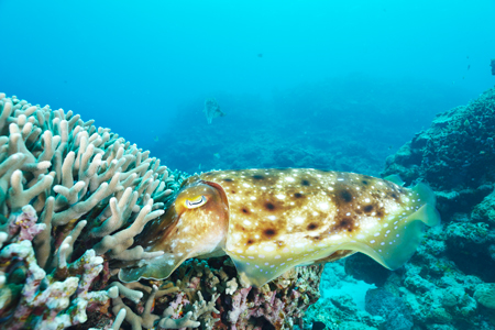 職種をきれいにすぼめて、サンゴの間に卵を産み付けるコブシメ(ケラマ)