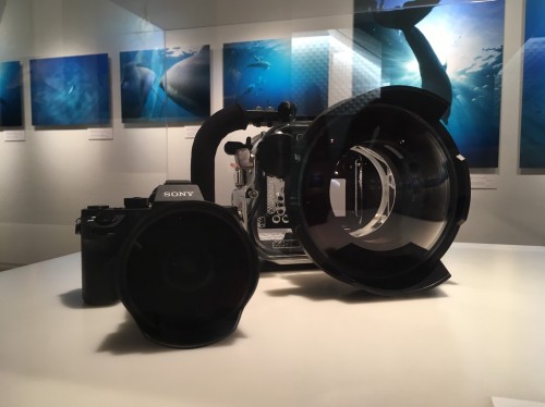 使用カメラは「α7R II」、レンズは「FE 28mm F2」「SEL057EFC フィッシュアイコンバーター」、ハウジングはオーダーメードだ