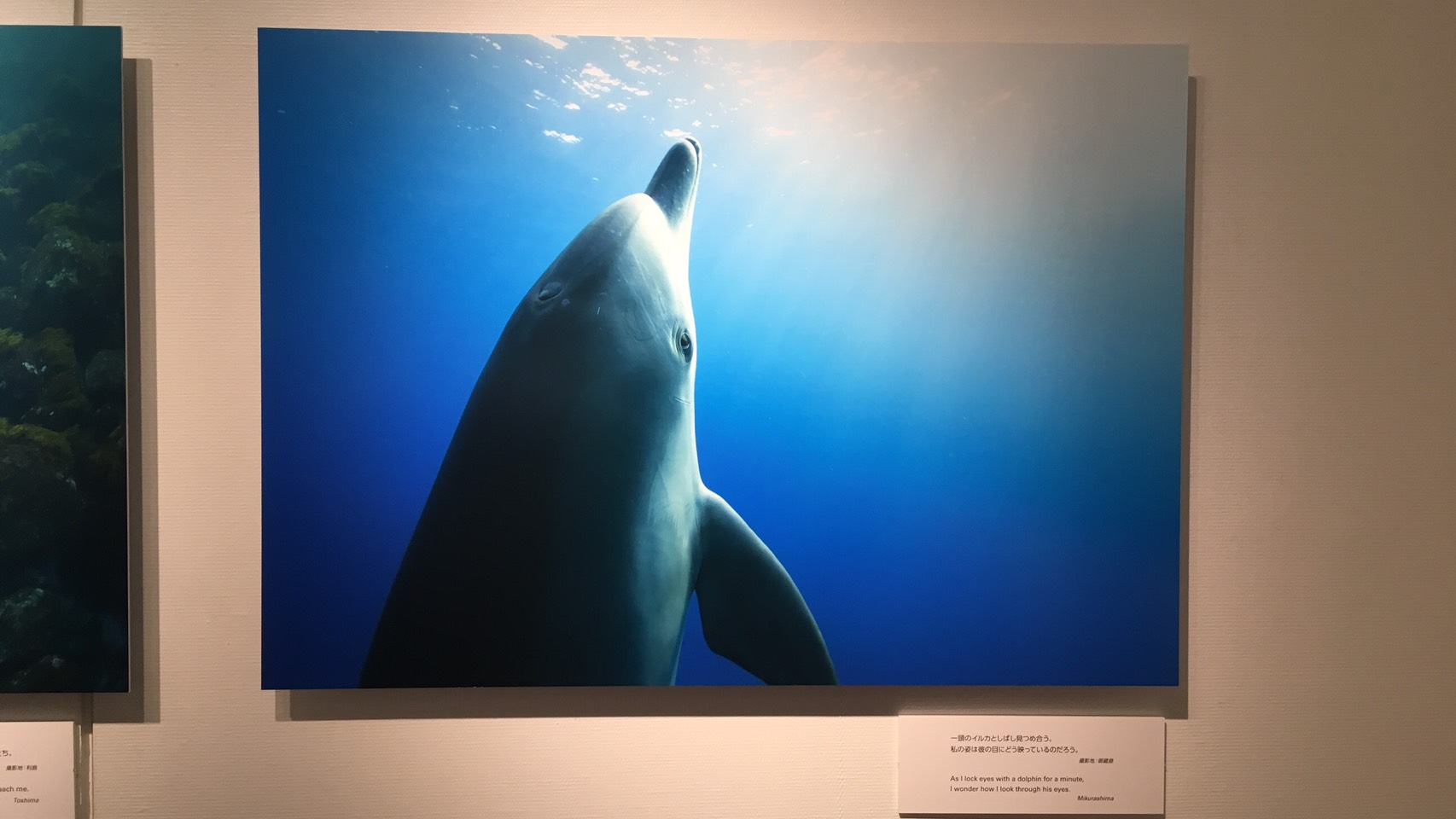 高縄奈々「Tokyo Dolphins ―東京の島のイルカたち―」に行ってきました！ | ダイビングと海の総合サイト・オーシャナ