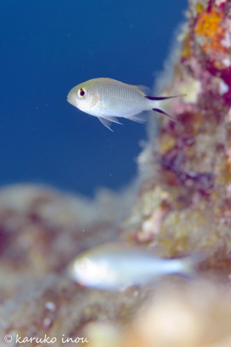 オキナワスズメダイの幼魚、約2センチ